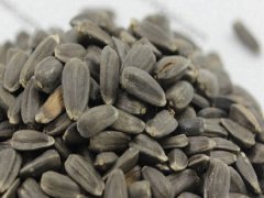 多頭向日葵種子