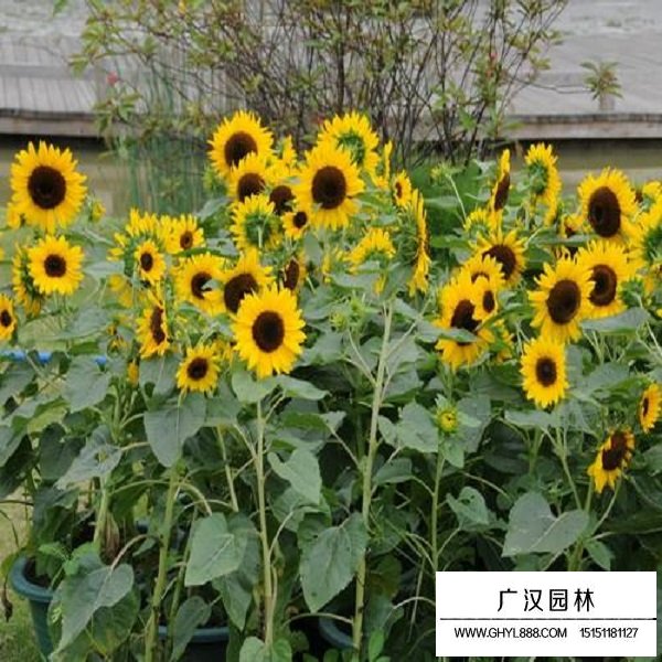 多頭向日葵種子(圖4)