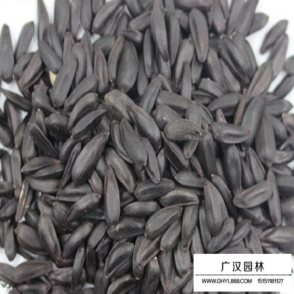 迷你向日葵種子(圖2)