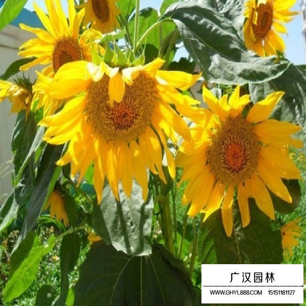 迷你向日葵種子(圖4)