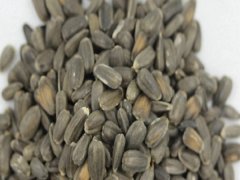 玩具熊向日葵種子