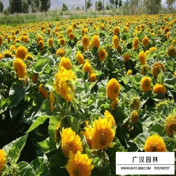 玩具熊向日葵種子(圖3)