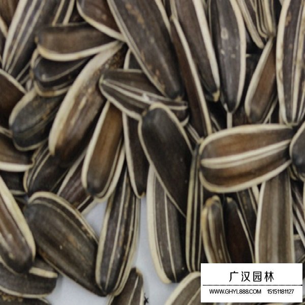 油葵向日葵種子(圖2)