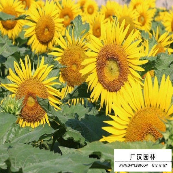 油葵向日葵種子(圖4)