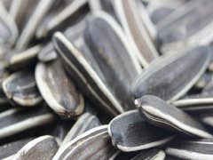 油葵向日葵種子