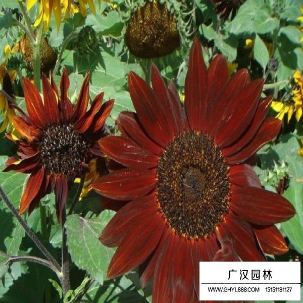 黑心向日葵種子(圖2)