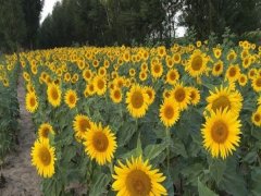 矮大頭向日葵種子