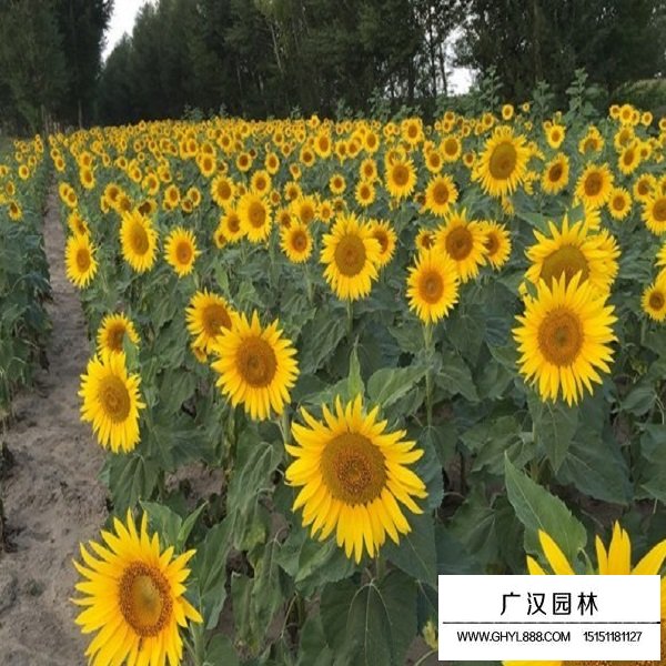 矮大頭向日葵種子(圖1)