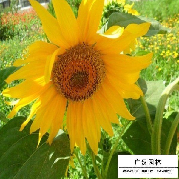 矮大頭向日葵種子(圖2)