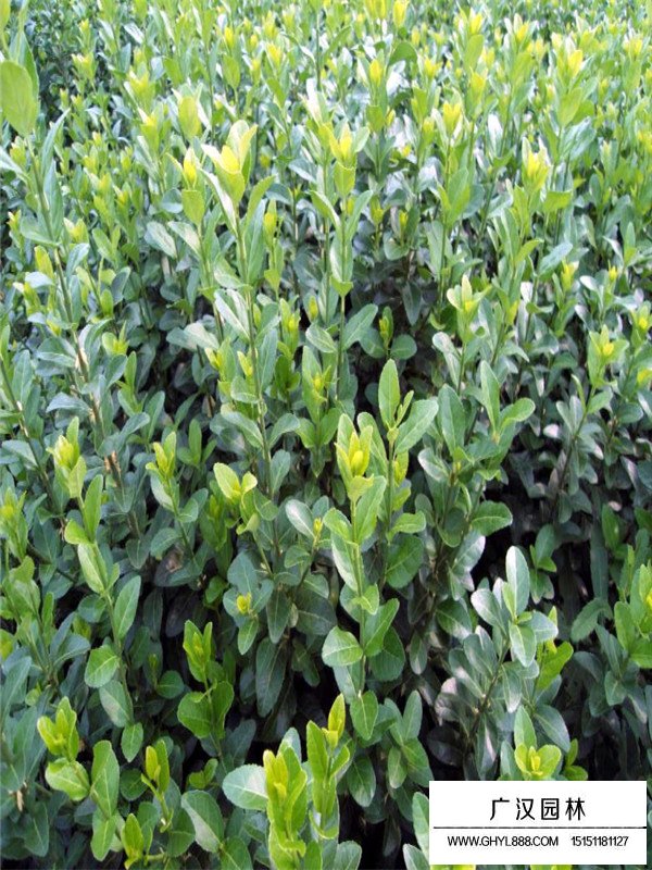 膠東衛(wèi)矛的生存環(huán)境(圖3)