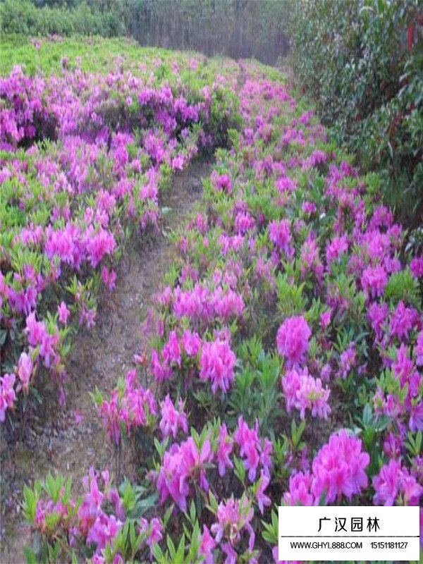 夏鵑的種植技術(圖3)