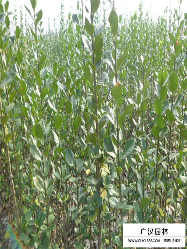 北海道黃楊的價值(圖1)