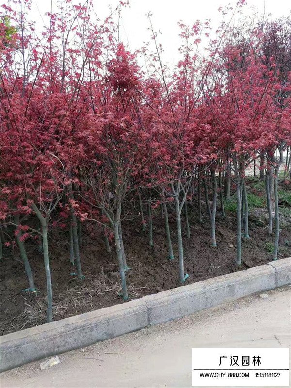 紅楓苗圖片(圖4)