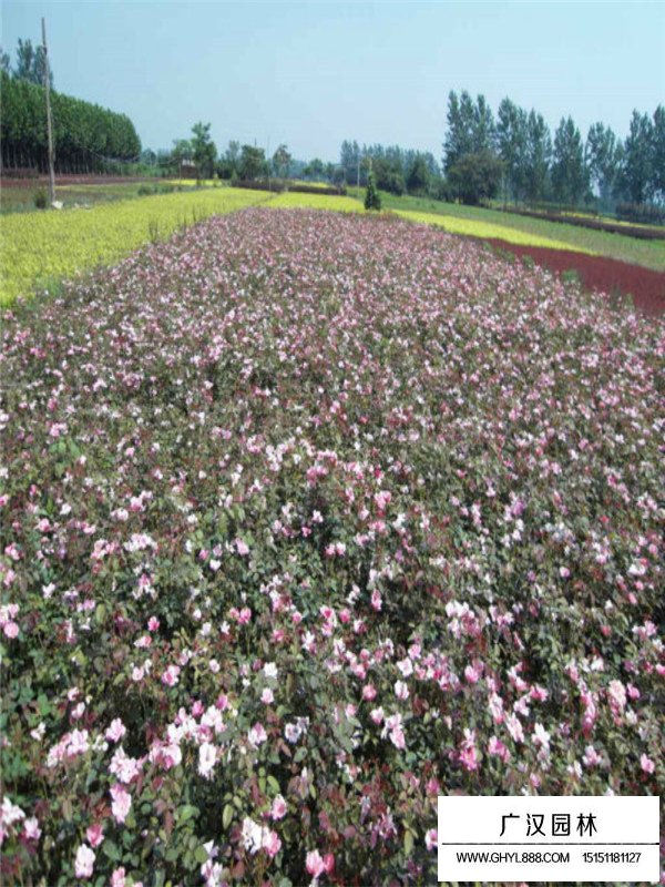 大花月季的生存環(huán)境(圖1)