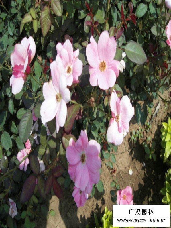 大花月季的生存環(huán)境(圖2)