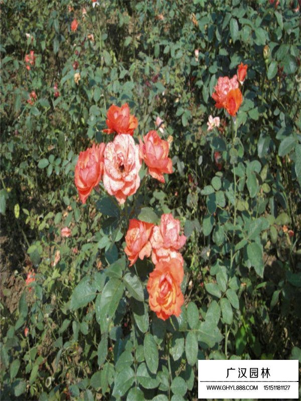 大花月季的生存環(huán)境(圖3)
