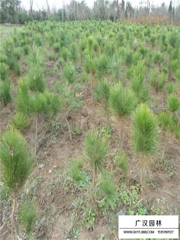 馬尾松原木價(jià)格(圖2)