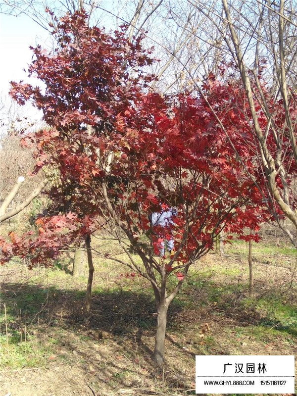 日本紅楓的價格(圖4)