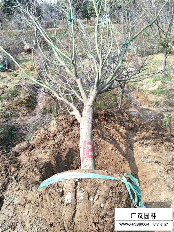 2020年苗木真的會(huì)火嗎？(圖1)