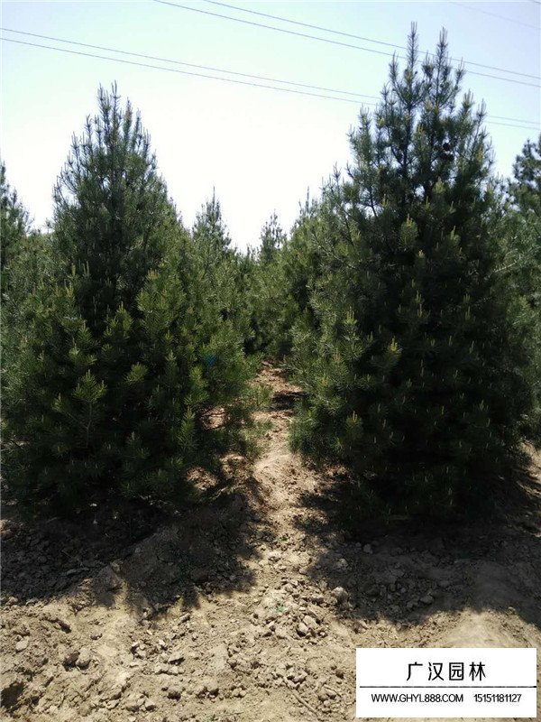 2020年苗木真的會(huì)火嗎？(圖3)