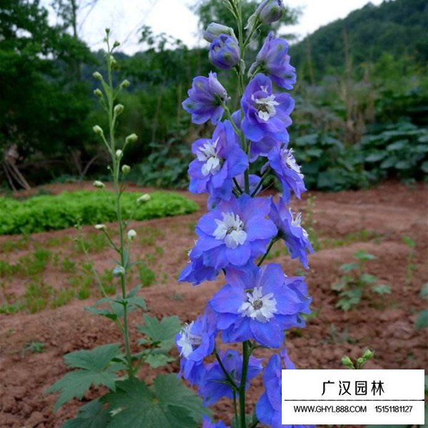 飛燕草容易種植嗎(圖2)