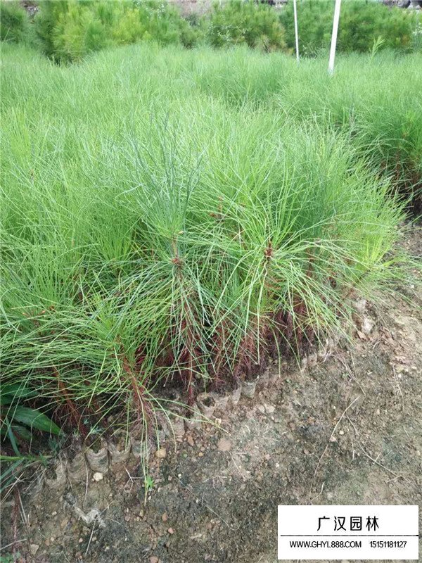 馬尾松的生長習(xí)性(圖4)