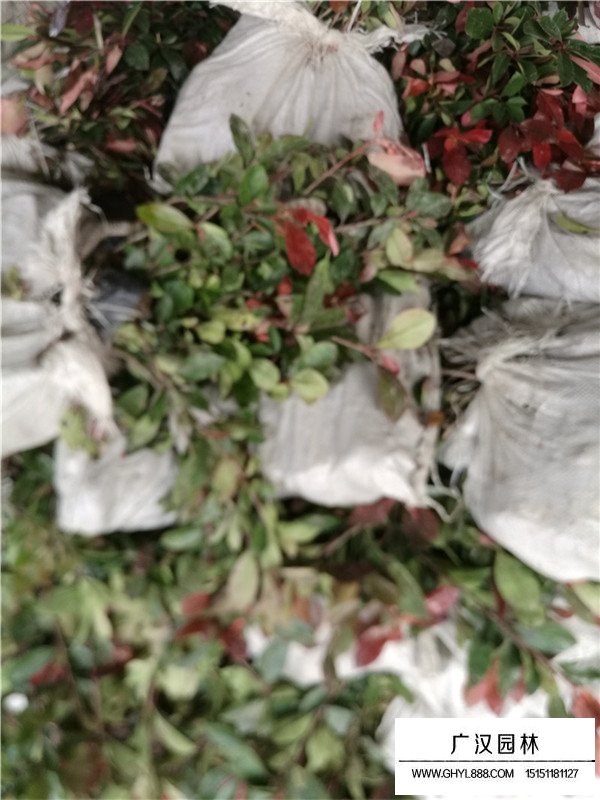 紅葉石楠的簡介(圖3)