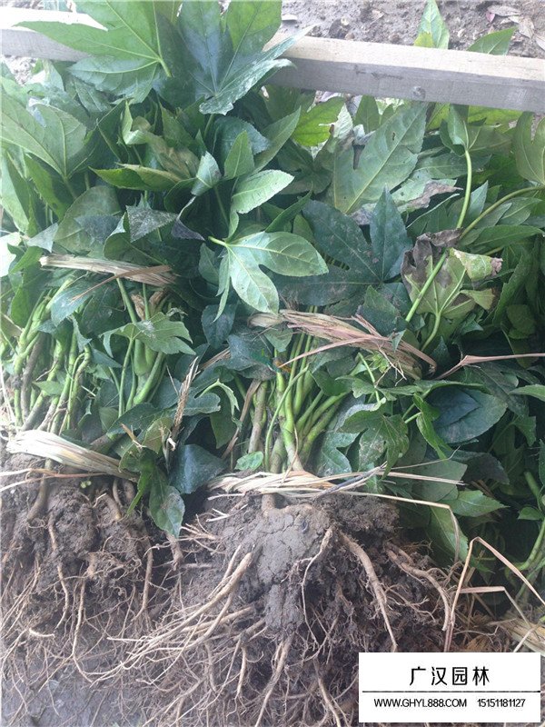 八角金盤育苗(圖2)