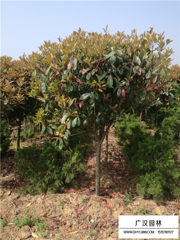 獨(dú)桿石楠的市場(chǎng)前景(圖3)