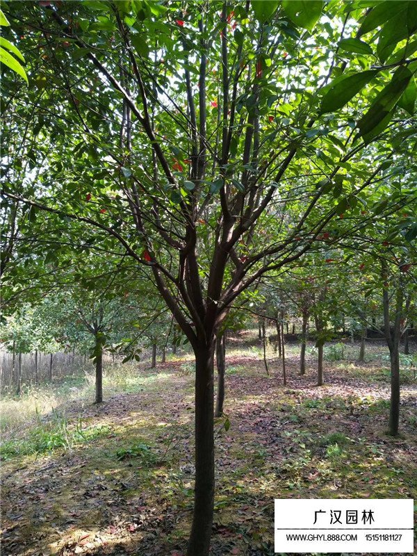 獨(dú)桿石楠的市場(chǎng)前景(圖4)