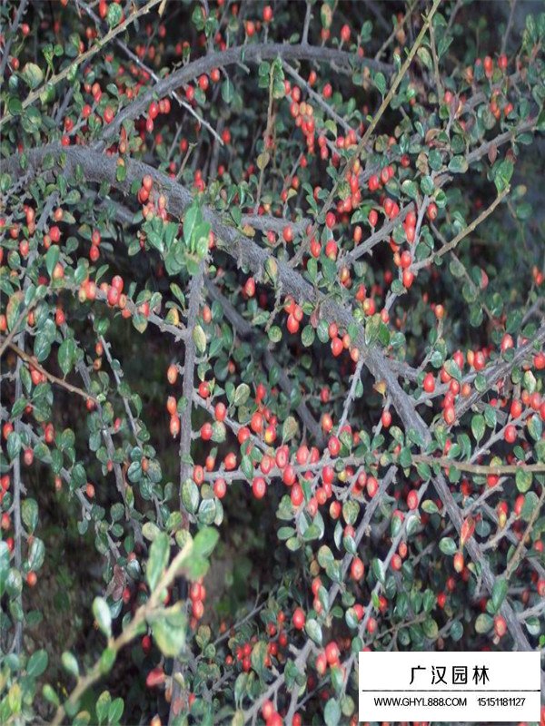 平枝栒子的生存環(huán)境(圖1)