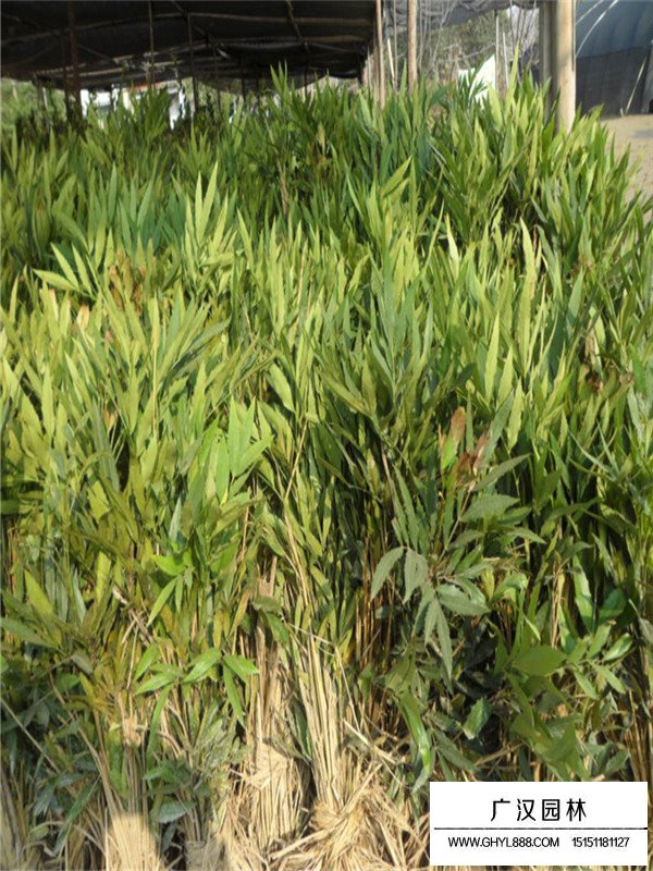 十大功勞的介紹(圖2)