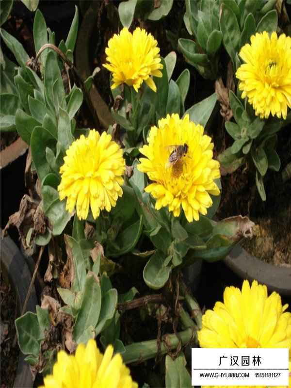 金盞菊種子貴不貴(圖2)