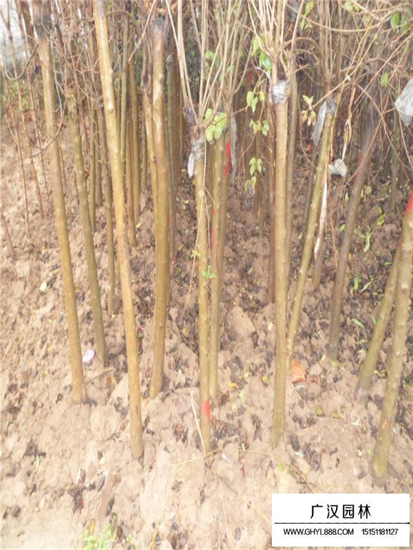 獨桿丁香的介紹(圖1)