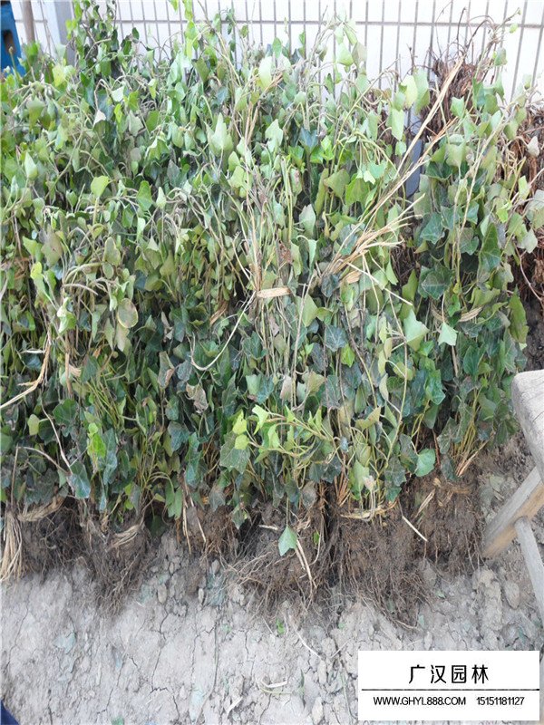 常春藤的幼苗是如何生長(zhǎng)的(圖2)