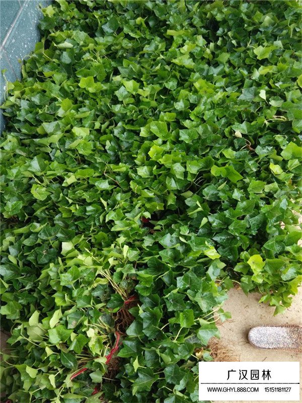 常春藤的幼苗是如何生長(zhǎng)的(圖3)