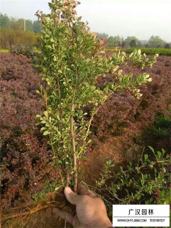 紅葉小檗的運(yùn)用(圖4)