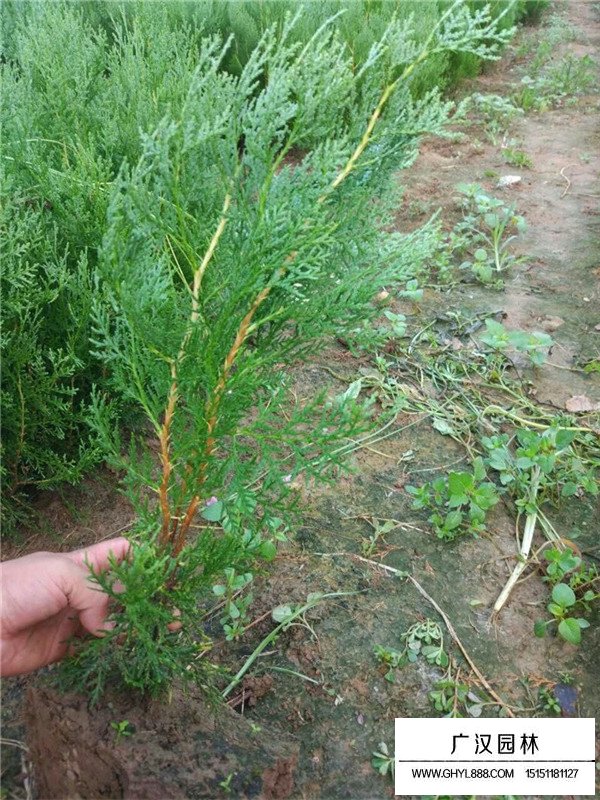 側(cè)柏種苗如何繁育(圖2)