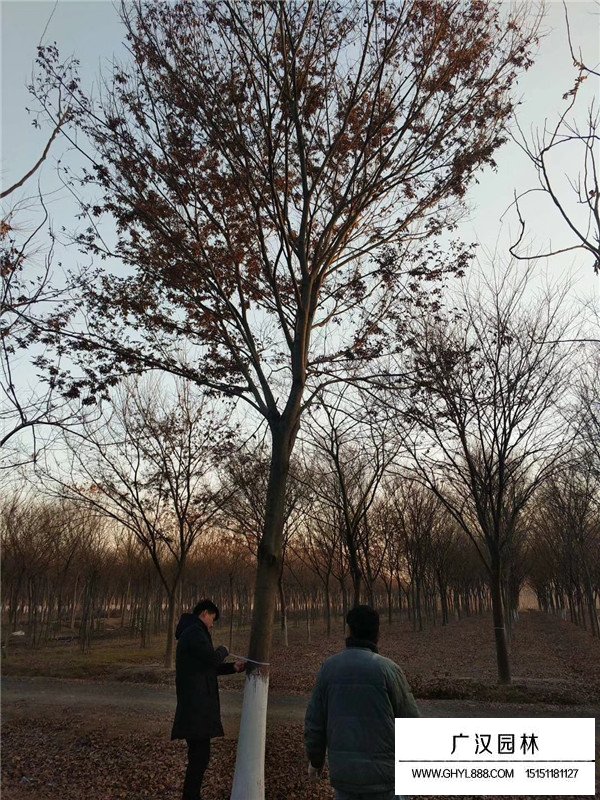 紅櫸小苗容易生長嗎(圖3)