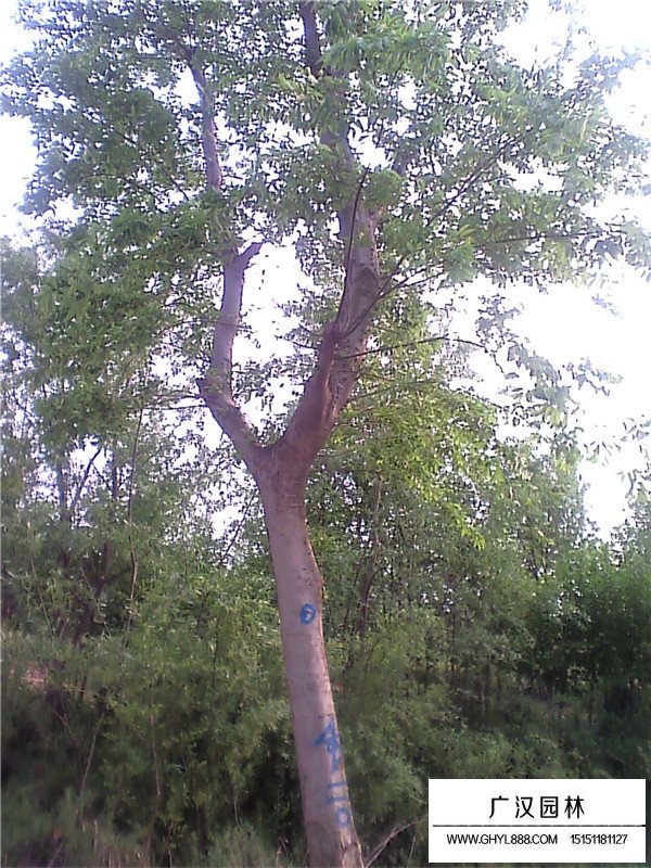 樸樹的生長環(huán)境(圖3)