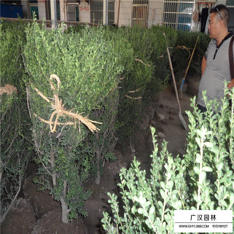 龜甲冬青的介紹(圖4)