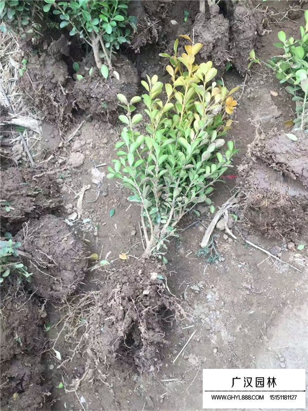 瓜子黃楊種植方法(圖1)