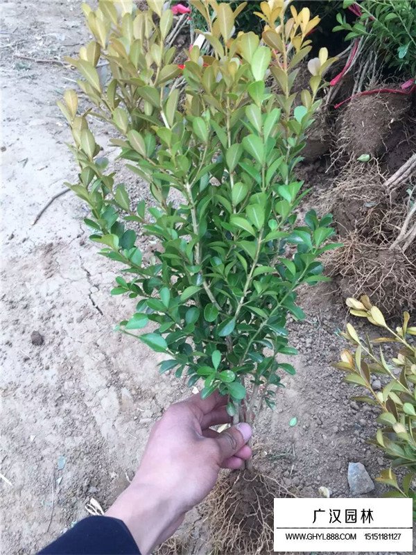 瓜子黃楊種植方法(圖4)