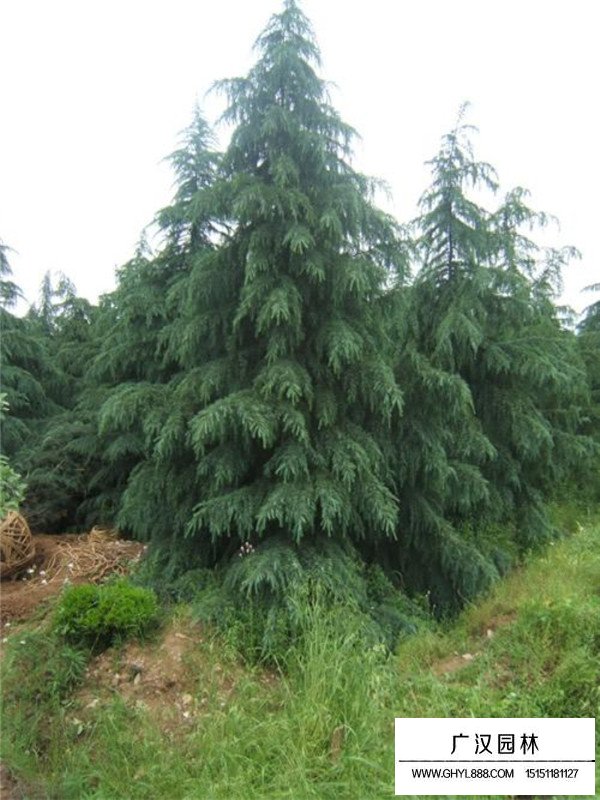 現(xiàn)實(shí)真的有圣誕樹嗎？(圖3)