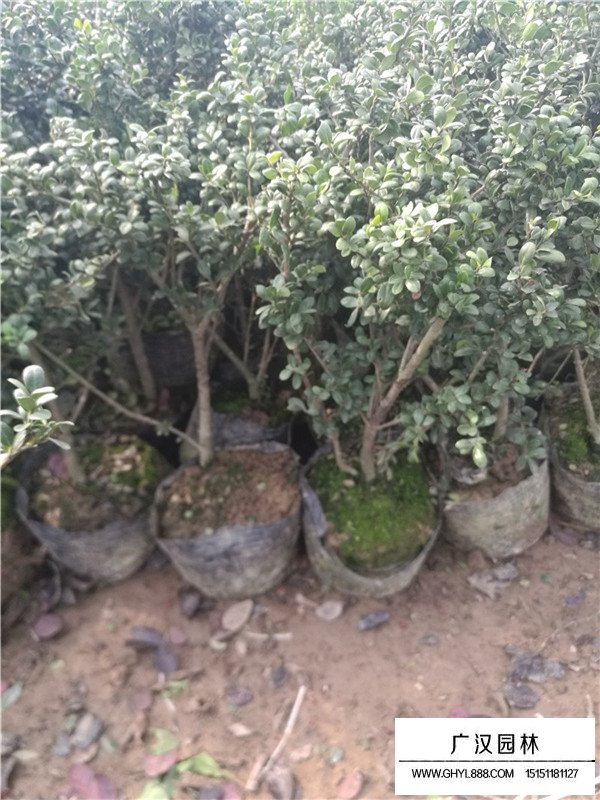 龜甲冬青苗和龜甲冬青球的價格(圖2)