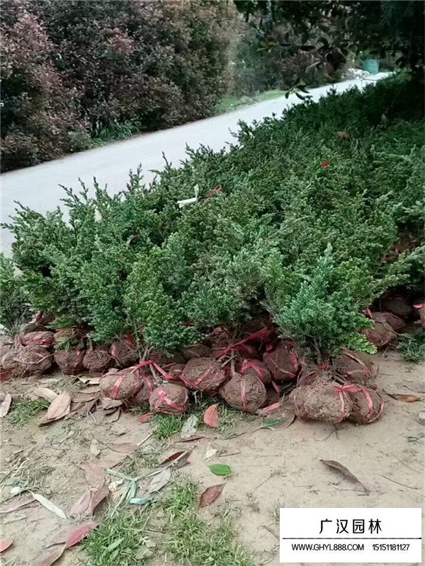 鋪地柏的介紹(圖2)