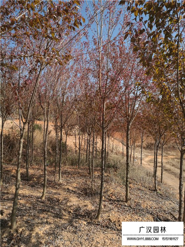 云南櫻花種苗怎么壓條(圖1)