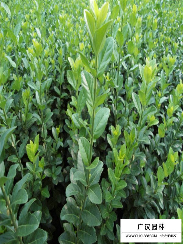 扶芳藤的形態(tài)(圖3)