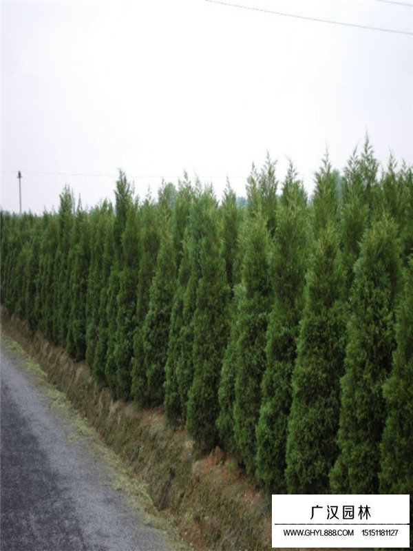 蜀檜不同高度的價(jià)格(圖4)