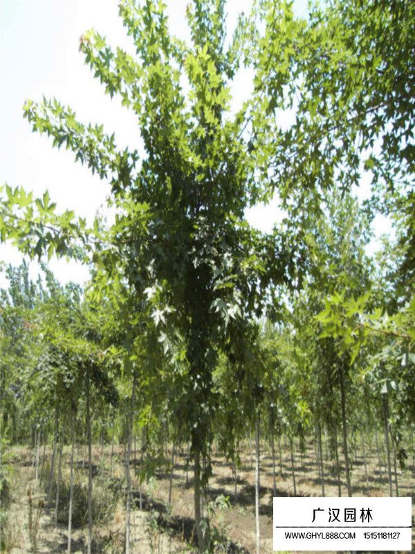 五角楓苗的種植經(jīng)驗(圖3)